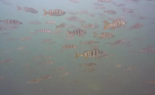 Narie Scuba Club: Nurkuj z rodziną w Kretowinach - 7