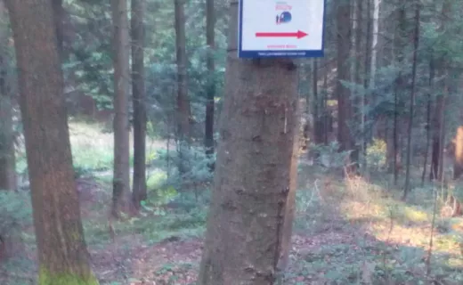  Las Chełmecki – nowa trasa Festiwalu Biegów już otwarta!  - 13