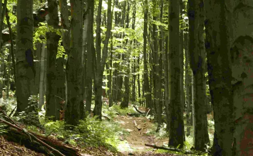 Ultramaraton Magurski w Krempnej - 22.08.2015  - 14