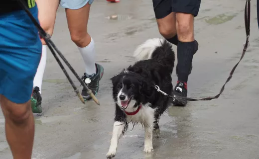 Ogromne emocje na 13. Festiwalu Biegowym w Piwnicznej. Wystartował Bieg Górski na 11 km - 