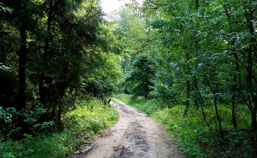 Zielonka Ultra Maraton: Ruszyły zapisy. Start 20 czerwca - 4