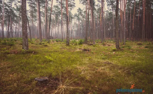 Bartłomiej Trela zaprasza do Wierzchosławic – Dwudniaków k. Tarnowa - 3
