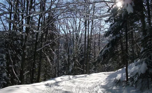 „Tropem Wilczym” przez Beskid Sądecki - 15