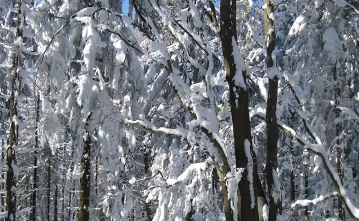 „Tropem Wilczym” przez Beskid Sądecki - 3