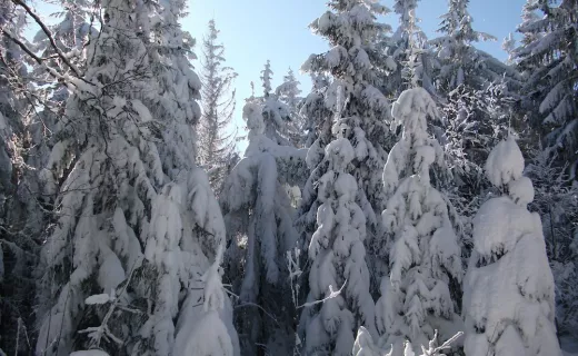 „Tropem Wilczym” przez Beskid Sądecki - 2