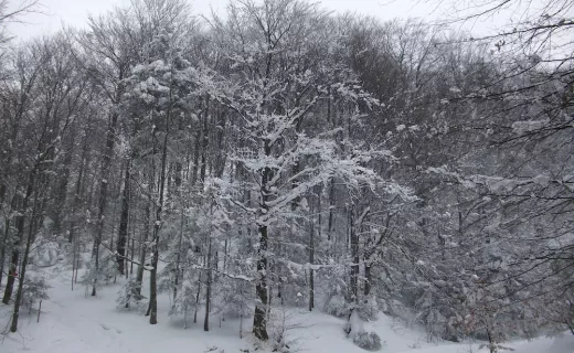„Tropem Wilczym” przez Beskid Sądecki - 9