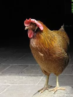 Podczas imprezy będziesz mieć m.in. okazję do "upolowania" kury