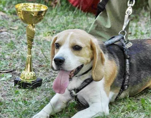 Najszybszy z psów w Biegu z Łapką był Ozzy Najszybszy z psów w Biegu z Łapką był Ozzy