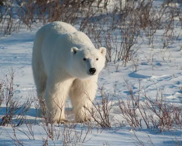 Miś na trasie maratonu? Czemu nie!