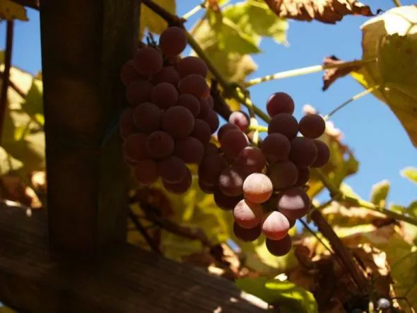 I Lubuski Maraton Szlakiem Wina i Miodu