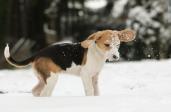 Bieganie z psem zimą